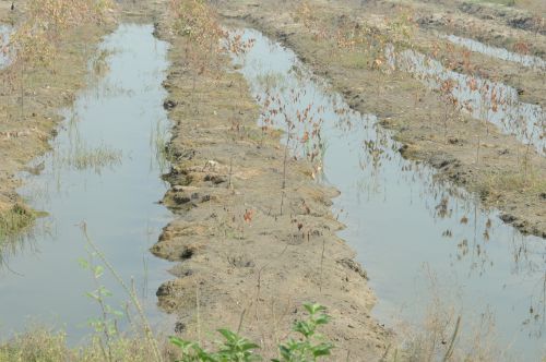 Waterlogging Rice Field CSE photo Library